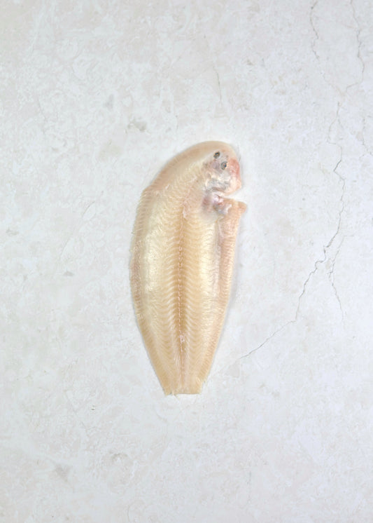 ❄️ Sand Sole Fillets