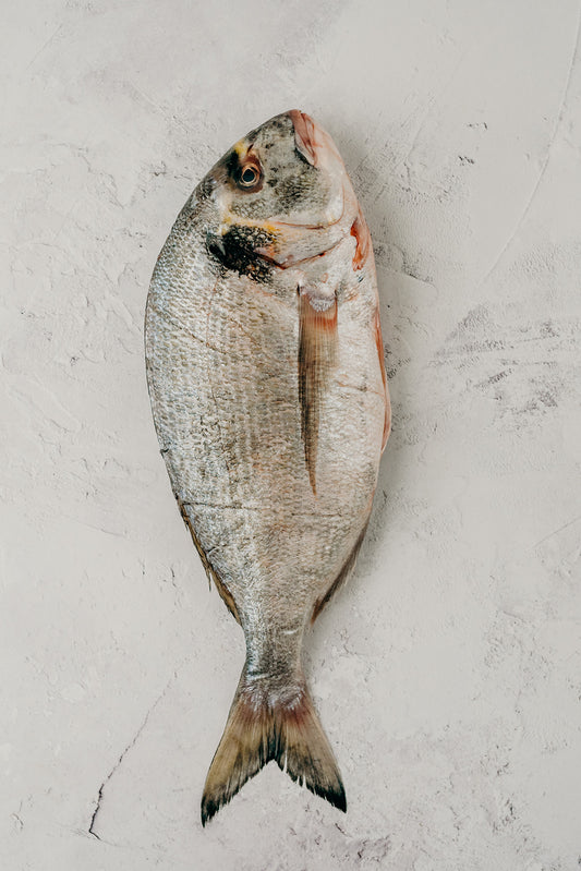 ❄️ Gilthead Bream Whole