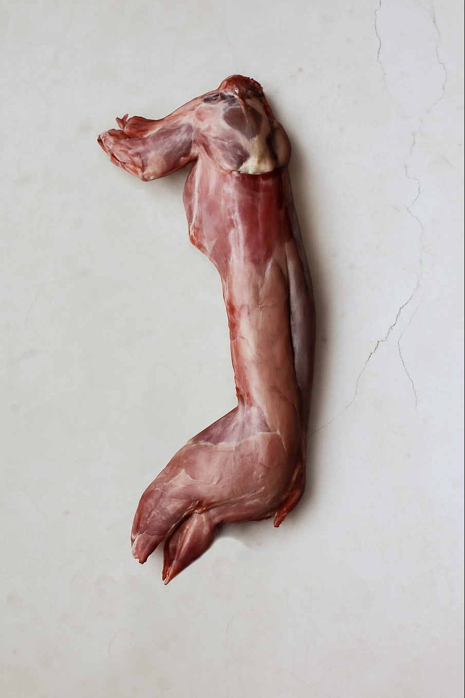 ❄️ Whole Wild Rabbit