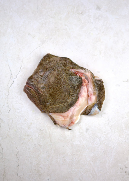 ❄️ Turbot Head