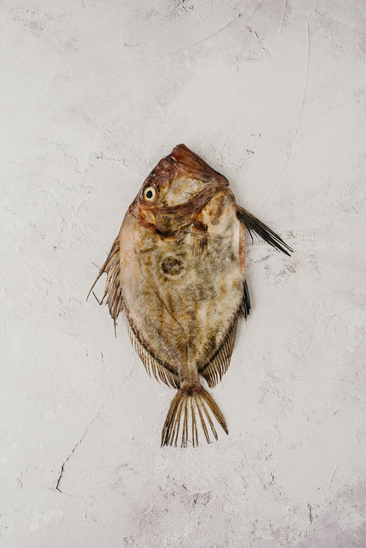 ❄️ John Dory Whole