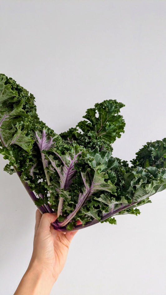 Pink & Green Kale 'Rosette'