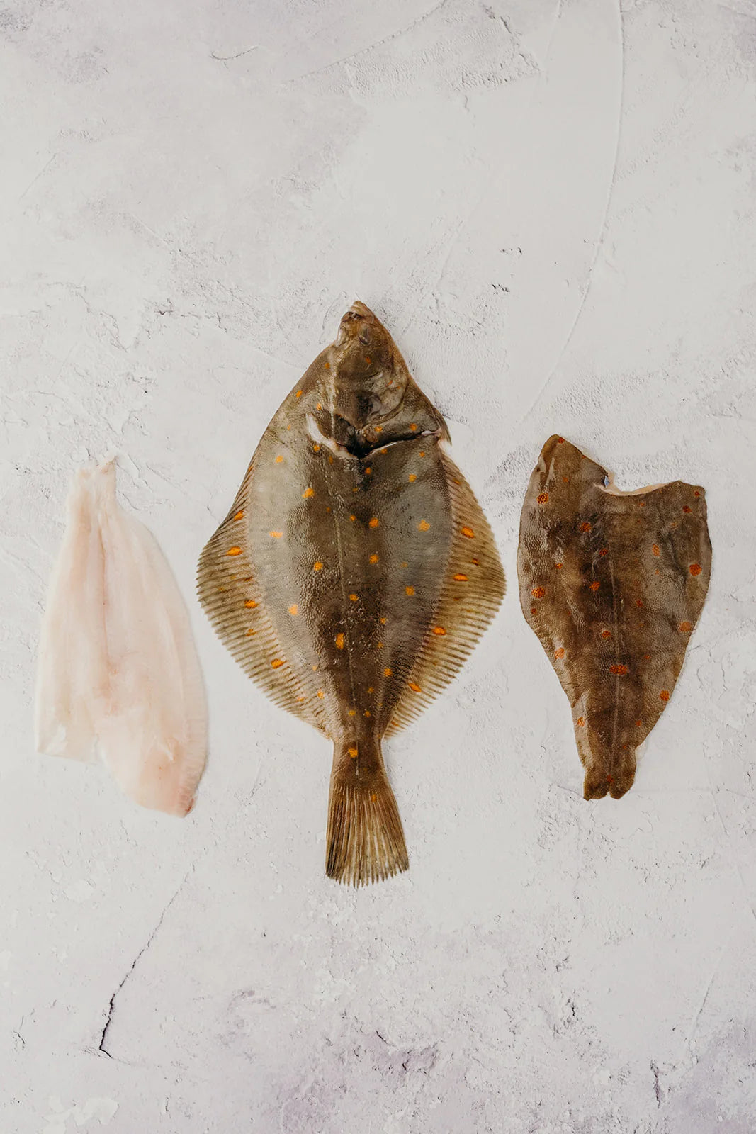 ❄️ Plaice Whole