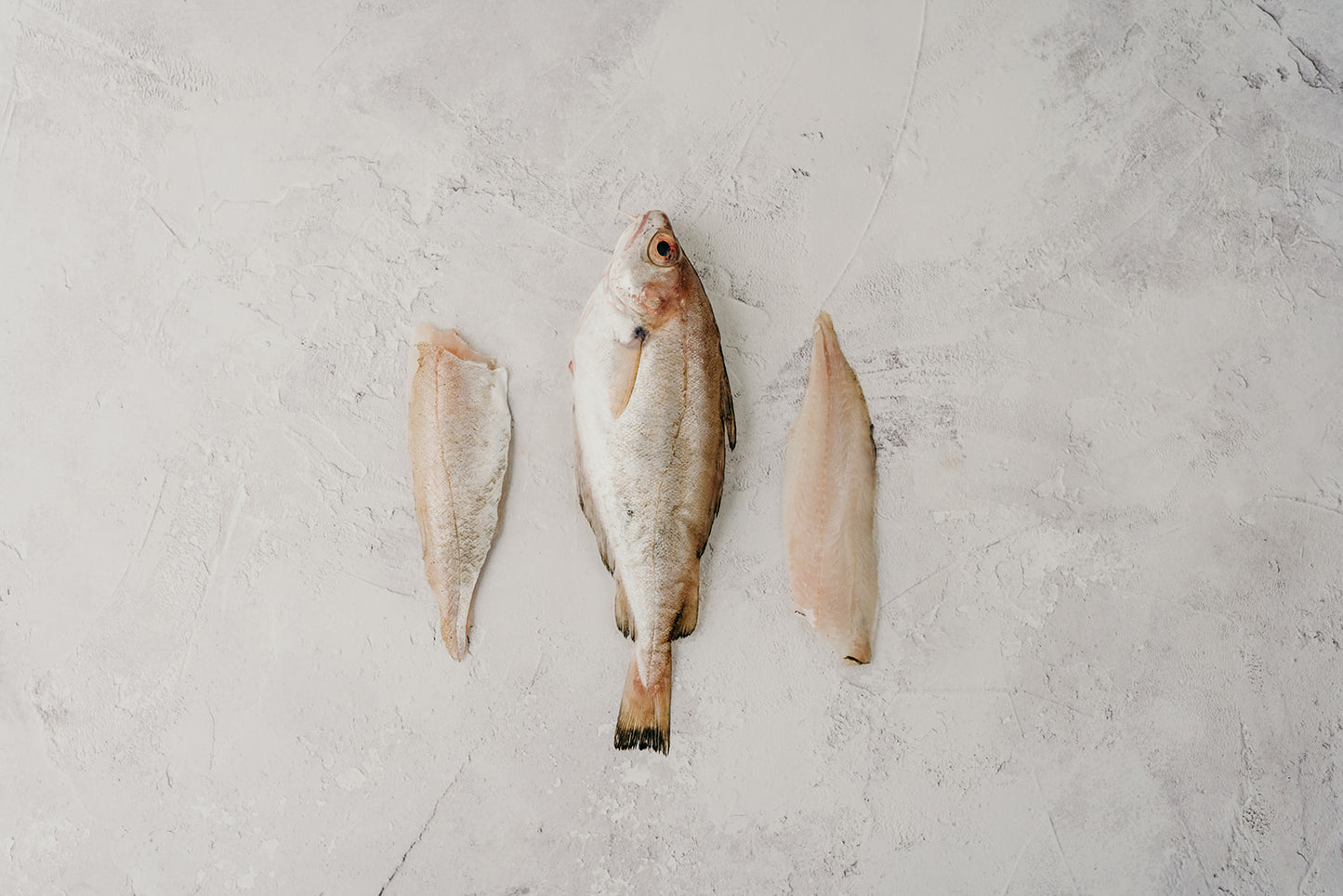 ❄️ Pouting Fillets
