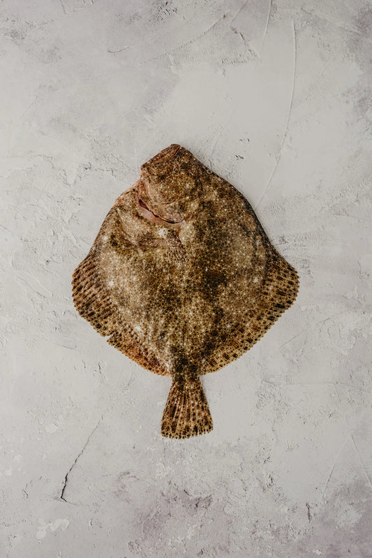 ❄️ Turbot Whole