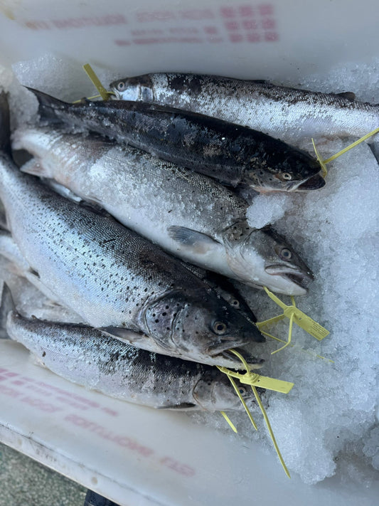 ❄️ Wild Welsh Sea Trout Bites - 300g