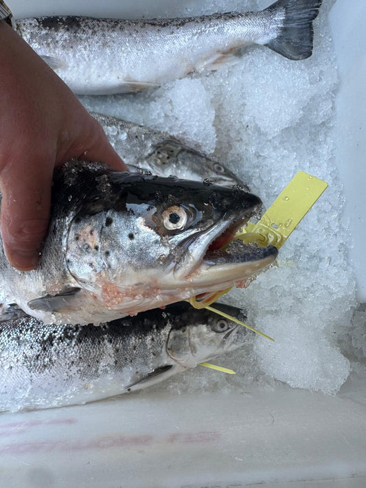 ❄️ Wild Welsh Sea Trout Fillets