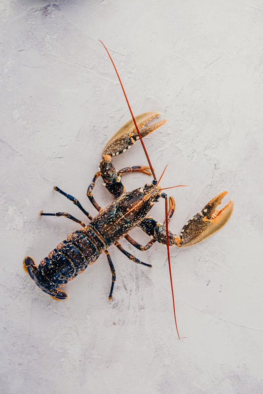 ❄️ Raw Jersey Lobster 500g - Serves 2