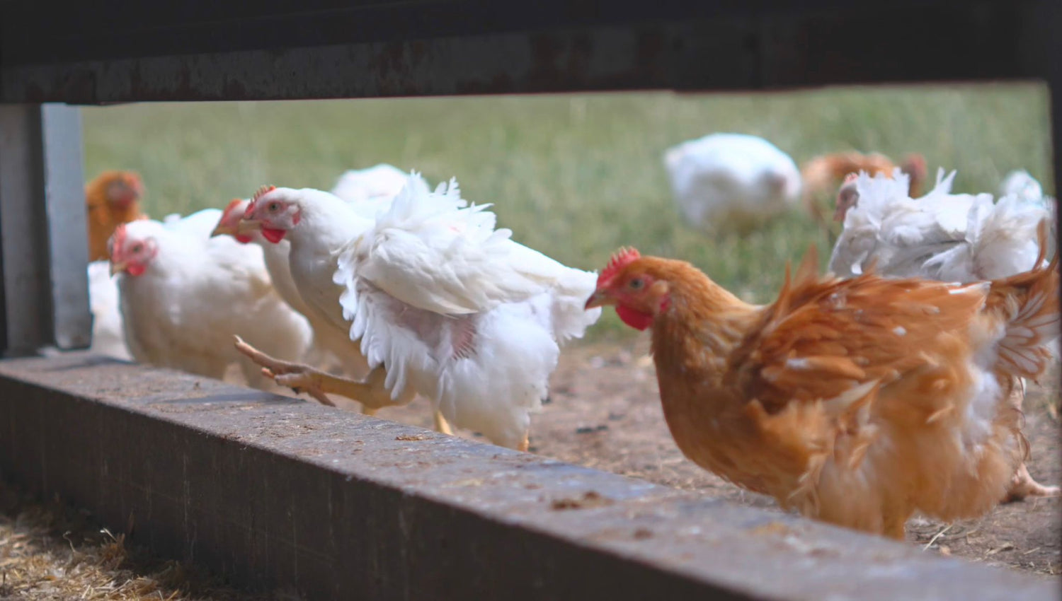Sutton Hoo Free Range Chicken