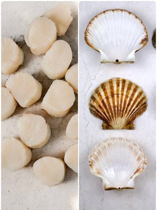❄️ Scallops and Shells Bundle