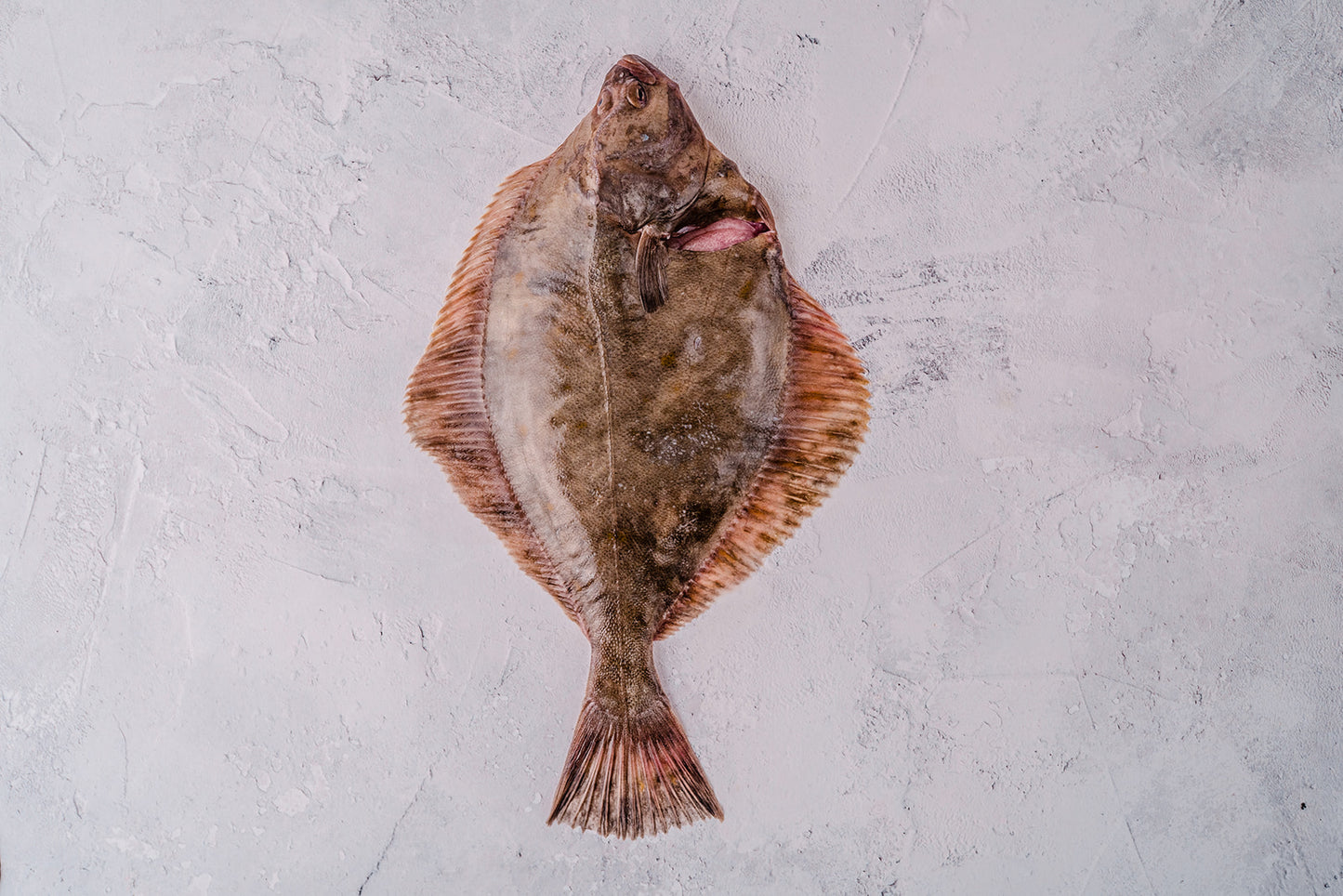 ❄️ Flounder Whole