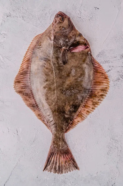 ❄️ Flounder Fillets