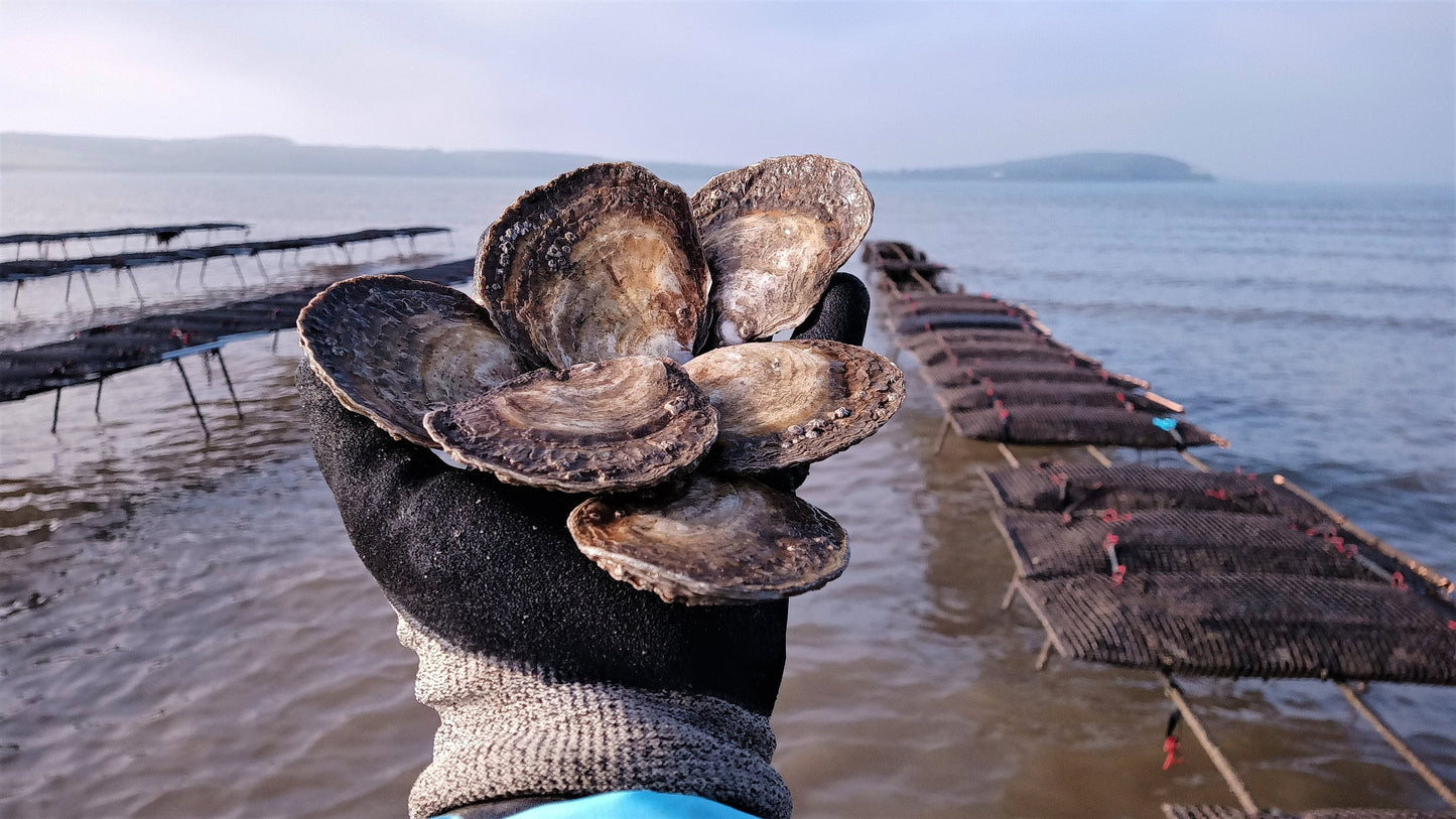 LIVE Atlantic Edge Native Oysters