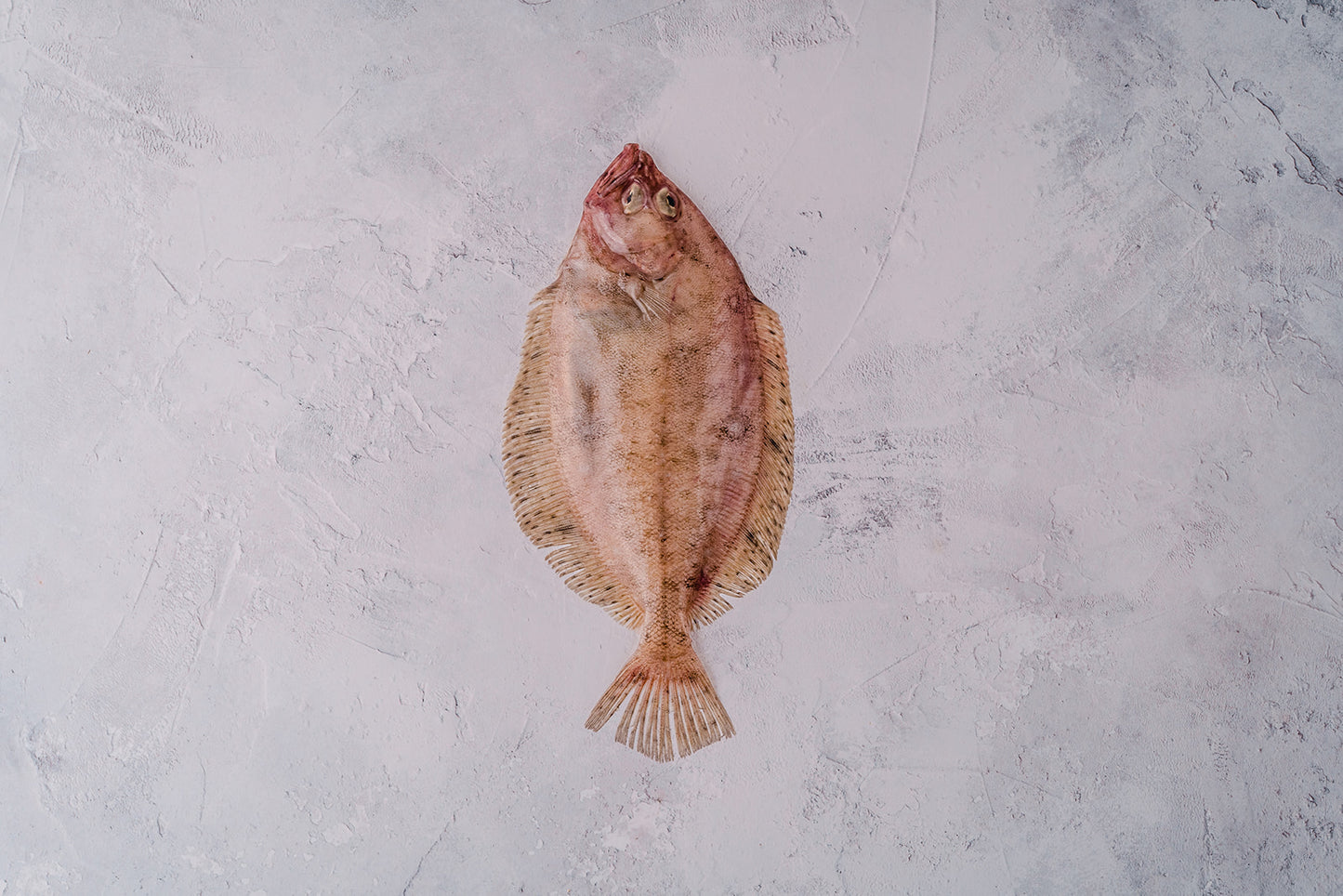 ❄️ Megrim Sole Whole