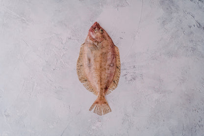 ❄️ Megrim Sole Whole