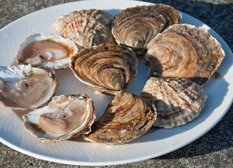 LIVE Atlantic Edge Native Oysters