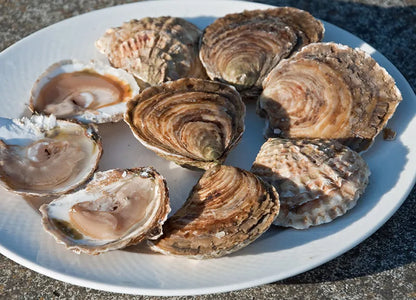 LIVE Atlantic Edge Native Oysters