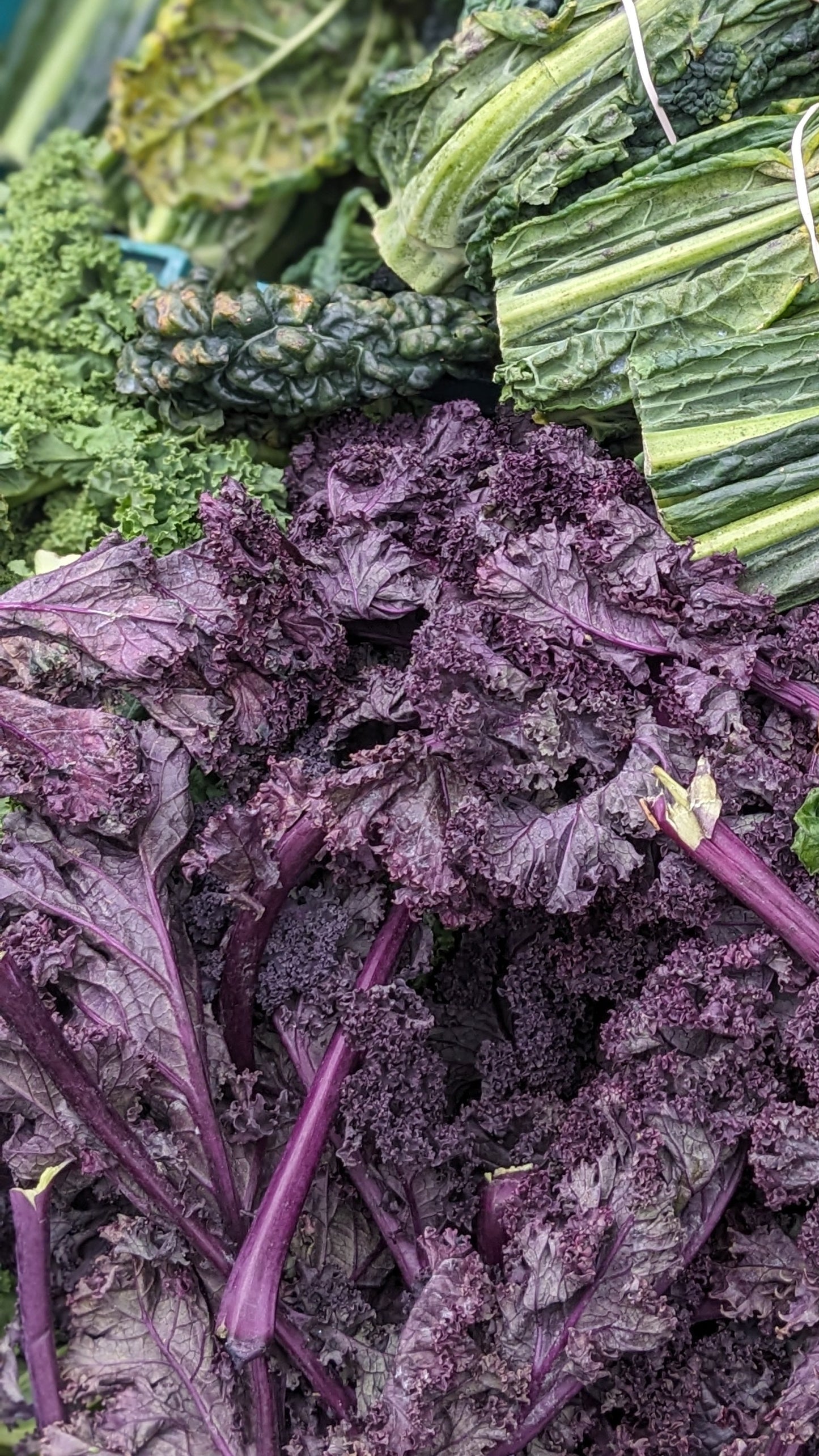 Red Curly Kale | 200g
