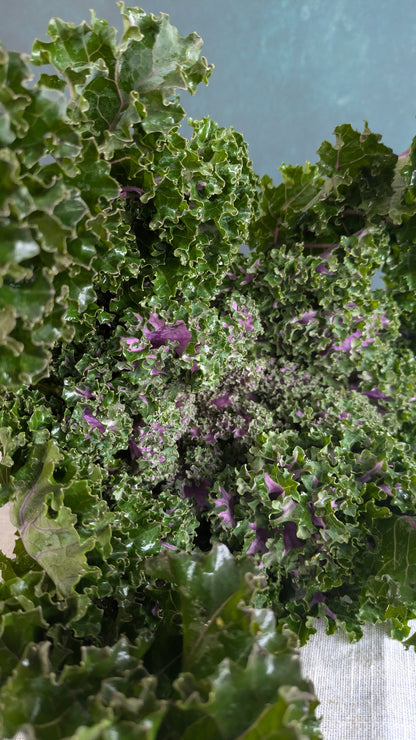 Pink & Green Kale 'Rosette'