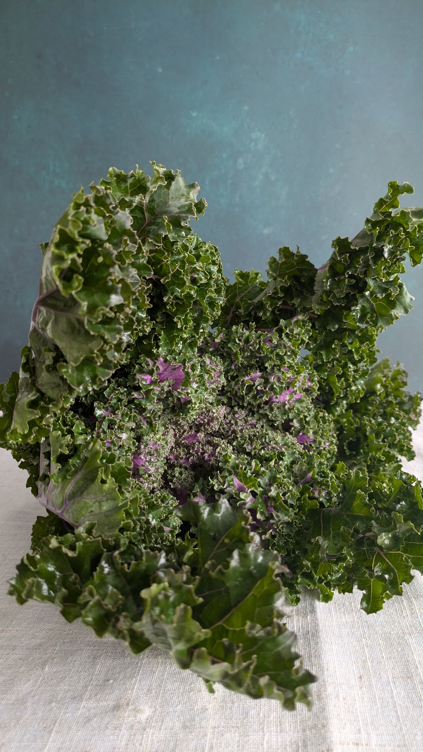 Pink & Green Kale 'Rosette'