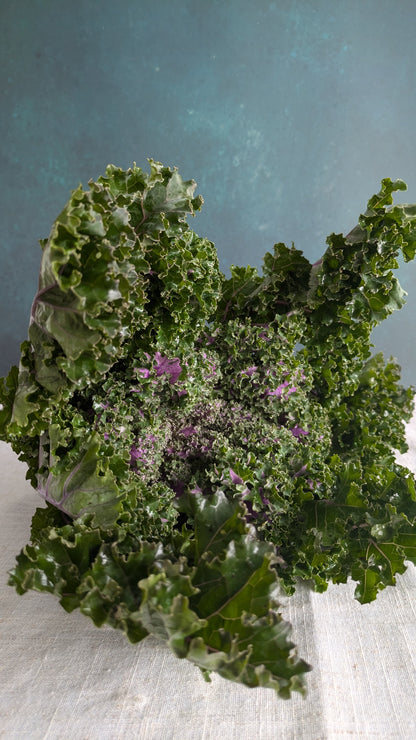 Pink & Green Kale 'Rosette'