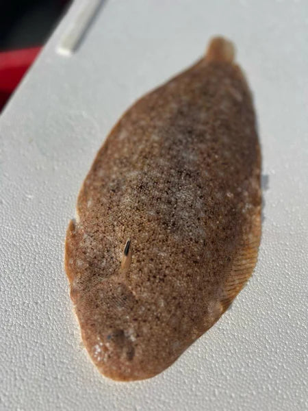 ❄️ Sand Sole