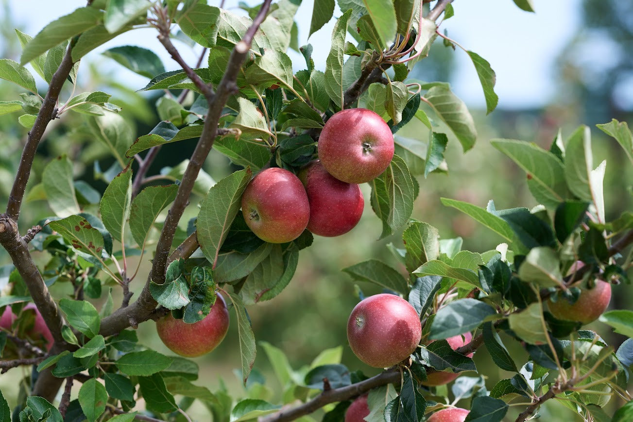 Braeburn Apples, 1 kg