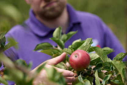 Braeburn Apples, 1 kg