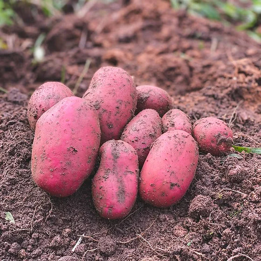 Foskett Farm Baltic Rose Potatoes | 1 kg